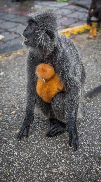 МАЛАЙЗИЯ. КУАЛА ЛУМПУР