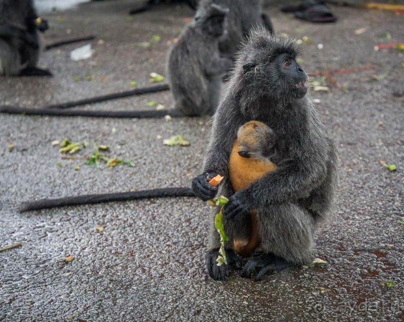 МАЛАЙЗИЯ. КУАЛА ЛУМПУР