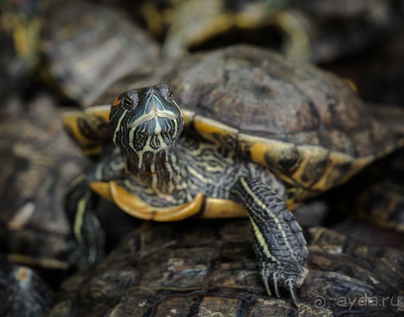 МАЛАЙЗИЯ. КУАЛА ЛУМПУР