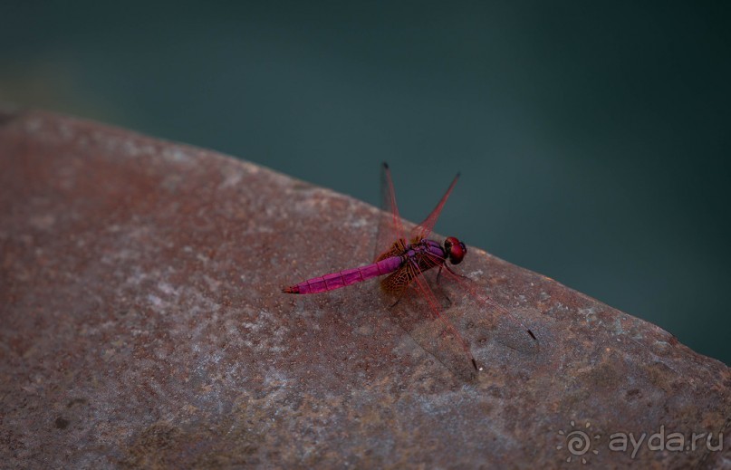 ПО ПУТИ НА ОЗЕРО. НА ОЗЕРЕ В ТАЙЛАНДЕ