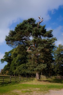 CALKE ABBEY