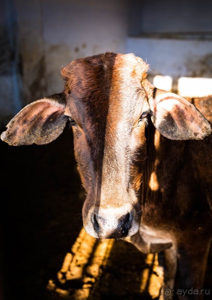 MANDAWA - МУЖИКИ, КОРОВЫ И БАБОНЬКИ