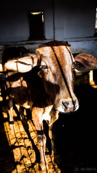 MANDAWA - МУЖИКИ, КОРОВЫ И БАБОНЬКИ