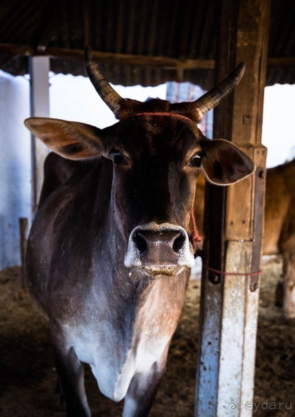 MANDAWA - МУЖИКИ, КОРОВЫ И БАБОНЬКИ
