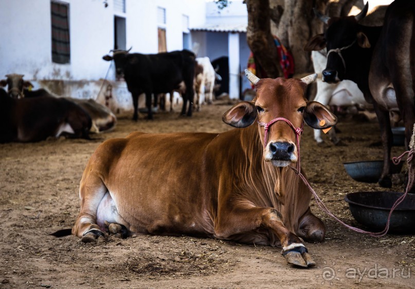 MANDAWA - МУЖИКИ, КОРОВЫ И БАБОНЬКИ