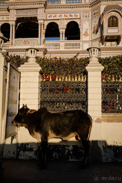 MANDAWA - МУЖИКИ, КОРОВЫ И БАБОНЬКИ