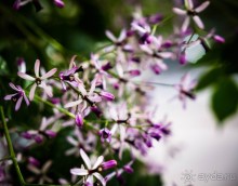 ЦВЕТЫ, ГРАФФИТИ И ОСМАНСКО-ТУРЕЦКАЯ ВОДЯНАЯ БАШНЯ