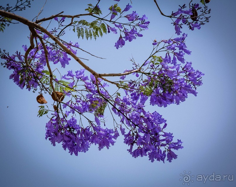 ЦВЕТЫ, ГРАФФИТИ И ОСМАНСКО-ТУРЕЦКАЯ ВОДЯНАЯ БАШНЯ