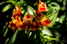 ЦВЕТЫ, ГРАФФИТИ И ОСМАНСКО-ТУРЕЦКАЯ ВОДЯНАЯ БАШНЯ