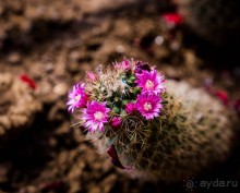 ЦВЕТЫ, ГРАФФИТИ И ОСМАНСКО-ТУРЕЦКАЯ ВОДЯНАЯ БАШНЯ