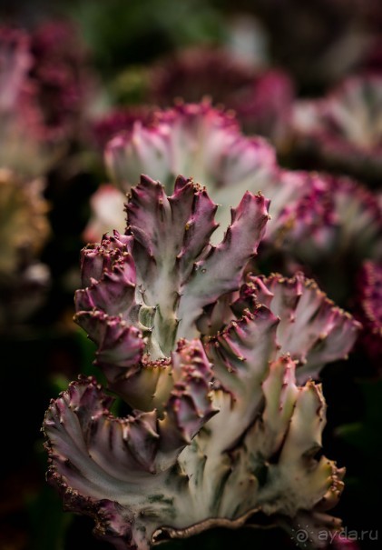 ЦВЕТЫ, ГРАФФИТИ И ОСМАНСКО-ТУРЕЦКАЯ ВОДЯНАЯ БАШНЯ