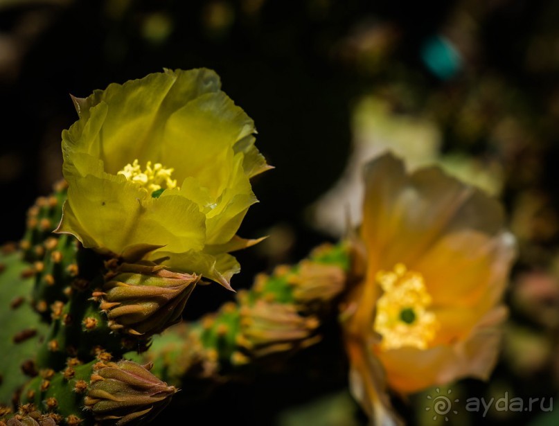 ЦВЕТЫ, ГРАФФИТИ И ОСМАНСКО-ТУРЕЦКАЯ ВОДЯНАЯ БАШНЯ