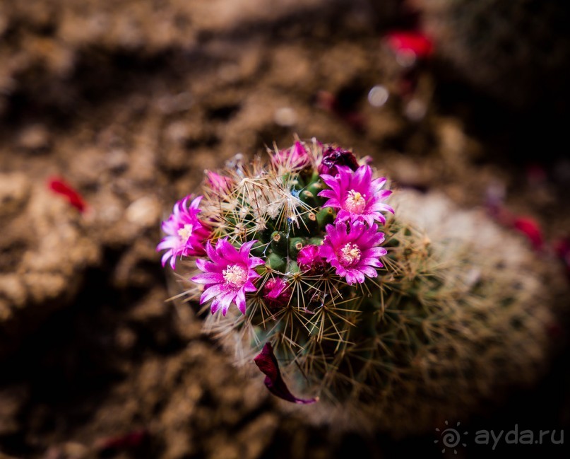ЦВЕТЫ, ГРАФФИТИ И ОСМАНСКО-ТУРЕЦКАЯ ВОДЯНАЯ БАШНЯ