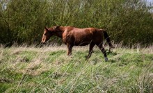 ВДОЛЬ КАНАЛА В ЛЕСТЕРЕ