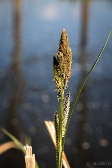 ВДОЛЬ КАНАЛА В ЛЕСТЕРЕ