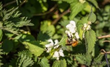 ВДОЛЬ КАНАЛА В ЛЕСТЕРЕ