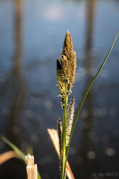 ВДОЛЬ КАНАЛА В ЛЕСТЕРЕ