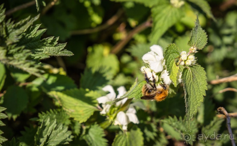ВДОЛЬ КАНАЛА В ЛЕСТЕРЕ