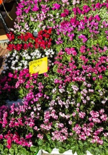 ФЕРРАРА - РАЗНОЕ