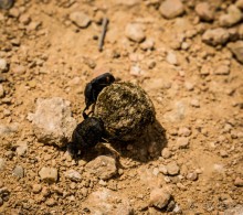 Альбом отзыва "ПАРК -ЗАПОВЕДНИК КАНАДА РЯДОМ С ЭММАУСОМ"