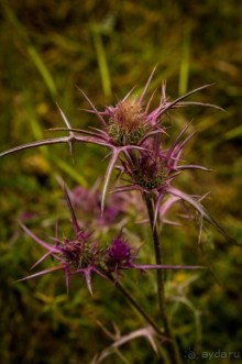ПАРК -ЗАПОВЕДНИК КАНАДА РЯДОМ С ЭММАУСОМ