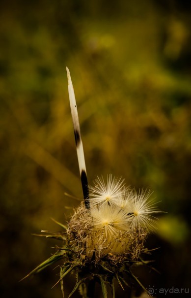 ПАРК -ЗАПОВЕДНИК КАНАДА РЯДОМ С ЭММАУСОМ