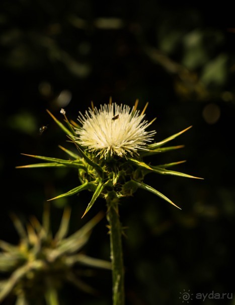 ПАРК -ЗАПОВЕДНИК КАНАДА РЯДОМ С ЭММАУСОМ