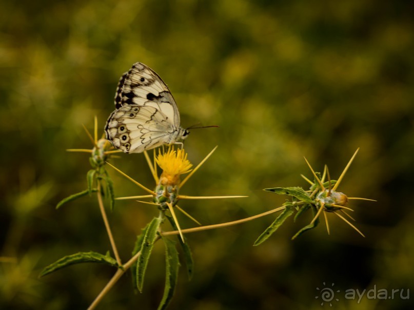 ПАРК -ЗАПОВЕДНИК КАНАДА РЯДОМ С ЭММАУСОМ