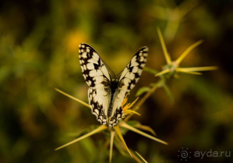 ПАРК -ЗАПОВЕДНИК КАНАДА РЯДОМ С ЭММАУСОМ