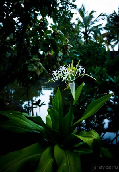 УТРО НА МОРЕ, ПЛЯЖ ЧЕРАЙ