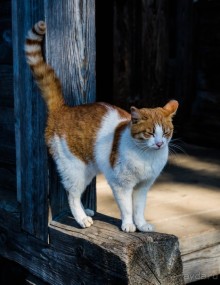 ТОРЖОК , БОРИСОГЛЕБСКИЙ МОНАСТЫРЬ. СТАРО-ВОЗНЕСЕНСКАЯ ЦЕРКОВЬ XVIII В И БЕЛЫЙ ДОМ В ТОРЖКЕ