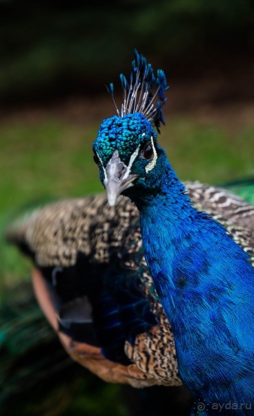 ПРОГУЛКА ВДОЛЬ ТЕМЗЫ ВЕЧЕРОМ И KEW GARDENS В КОНЦЕ ЯНВАРЯ