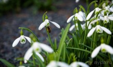ПРОГУЛКА ВДОЛЬ ТЕМЗЫ ВЕЧЕРОМ И KEW GARDENS В КОНЦЕ ЯНВАРЯ