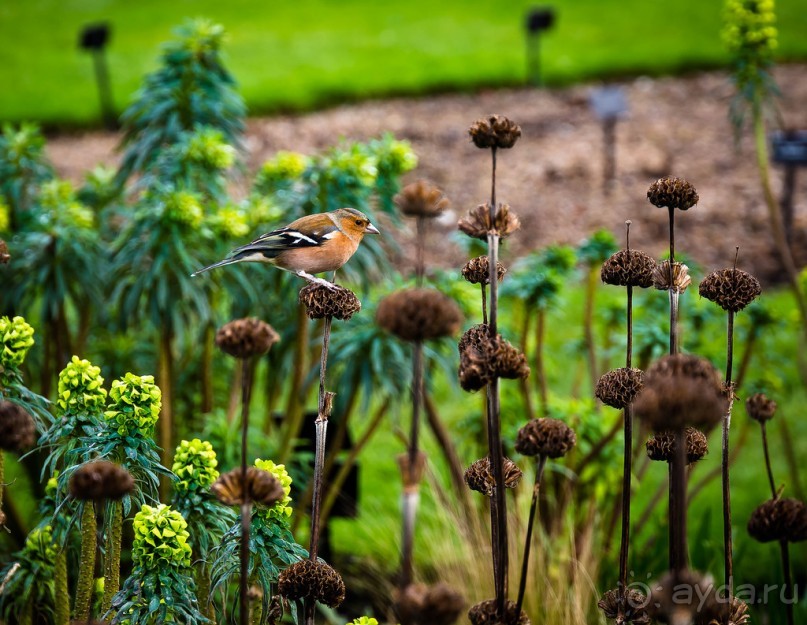 ПРОГУЛКА ВДОЛЬ ТЕМЗЫ ВЕЧЕРОМ И KEW GARDENS В КОНЦЕ ЯНВАРЯ