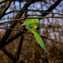 KENSINGTON GARDENS и ВОЛЬНЫЙ ПРОСТОР
