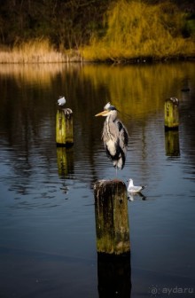 KENSINGTON GARDENS и ВОЛЬНЫЙ ПРОСТОР