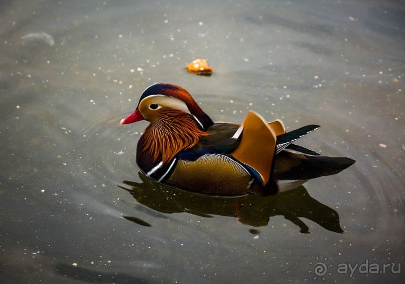 KENSINGTON GARDENS и ВОЛЬНЫЙ ПРОСТОР