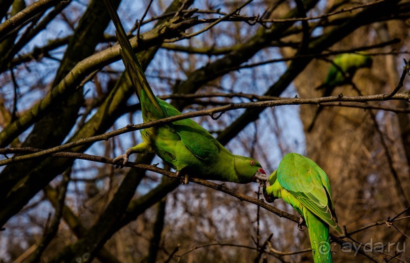 KENSINGTON GARDENS и ВОЛЬНЫЙ ПРОСТОР
