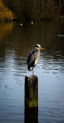 KENSINGTON GARDENS и ВОЛЬНЫЙ ПРОСТОР