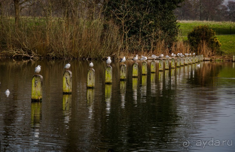 KENSINGTON GARDENS и ВОЛЬНЫЙ ПРОСТОР