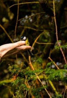 KENSINGTON GARDENS и ВОЛЬНЫЙ ПРОСТОР