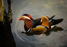 KENSINGTON GARDENS и ВОЛЬНЫЙ ПРОСТОР