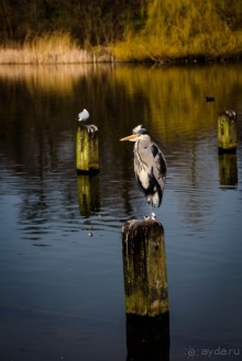 KENSINGTON GARDENS и ВОЛЬНЫЙ ПРОСТОР