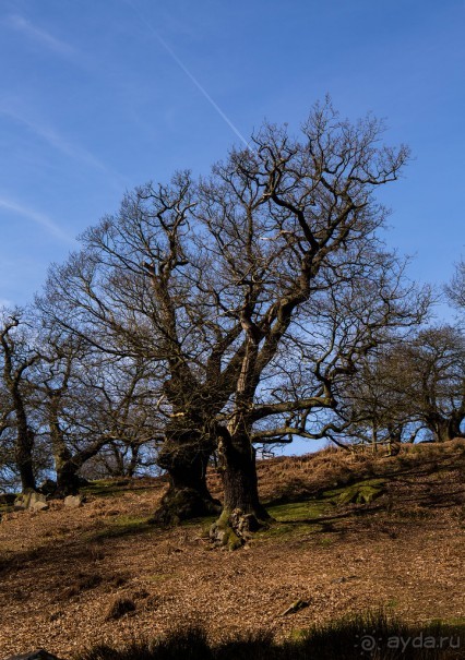 KENSINGTON GARDENS и ВОЛЬНЫЙ ПРОСТОР