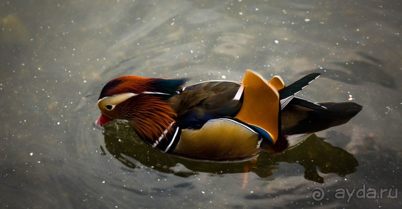 KENSINGTON GARDENS и ВОЛЬНЫЙ ПРОСТОР