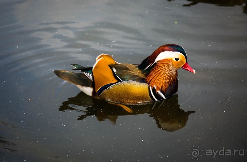 KENSINGTON GARDENS и ВОЛЬНЫЙ ПРОСТОР