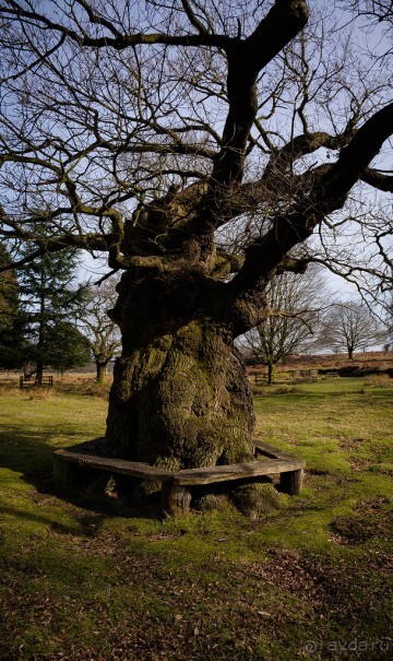 KENSINGTON GARDENS и ВОЛЬНЫЙ ПРОСТОР