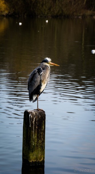 KENSINGTON GARDENS и ВОЛЬНЫЙ ПРОСТОР