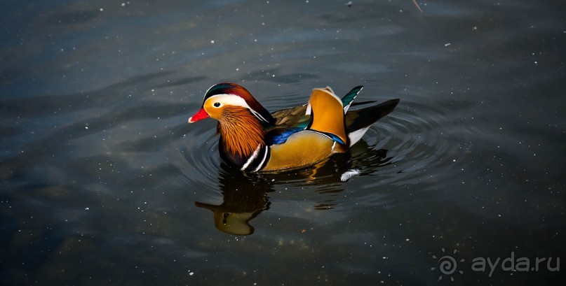 KENSINGTON GARDENS и ВОЛЬНЫЙ ПРОСТОР