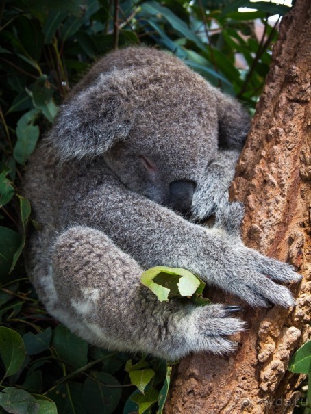 О СТЕРЕОТИПАХ - ПРОГУЛКА ПО СИДНЕЮ И ЗАПОВЕДНИК